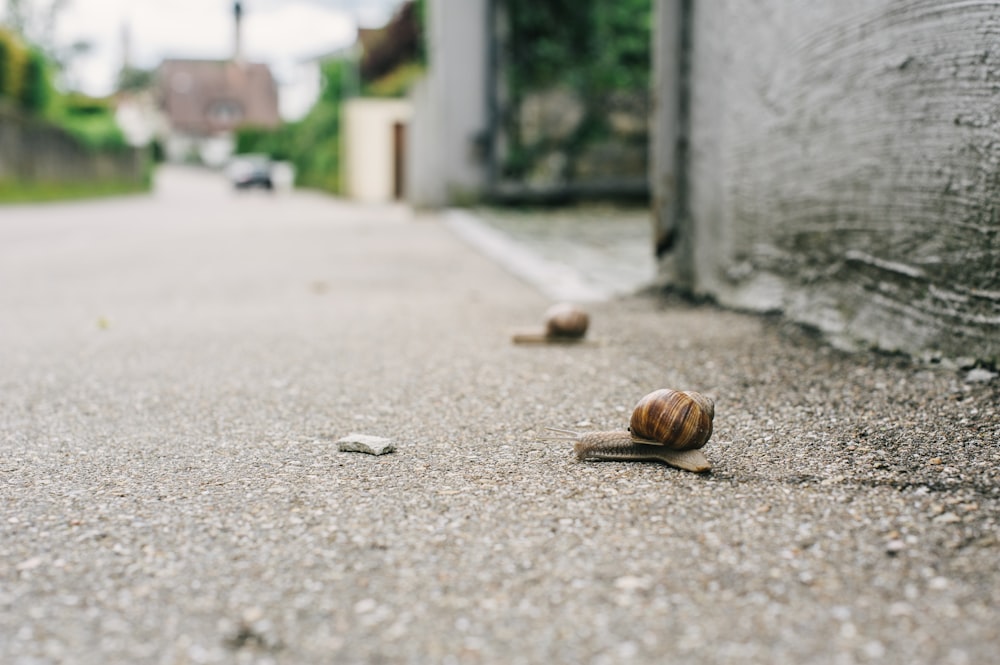 caracol marrom no chão de concreto cinza durante o dia