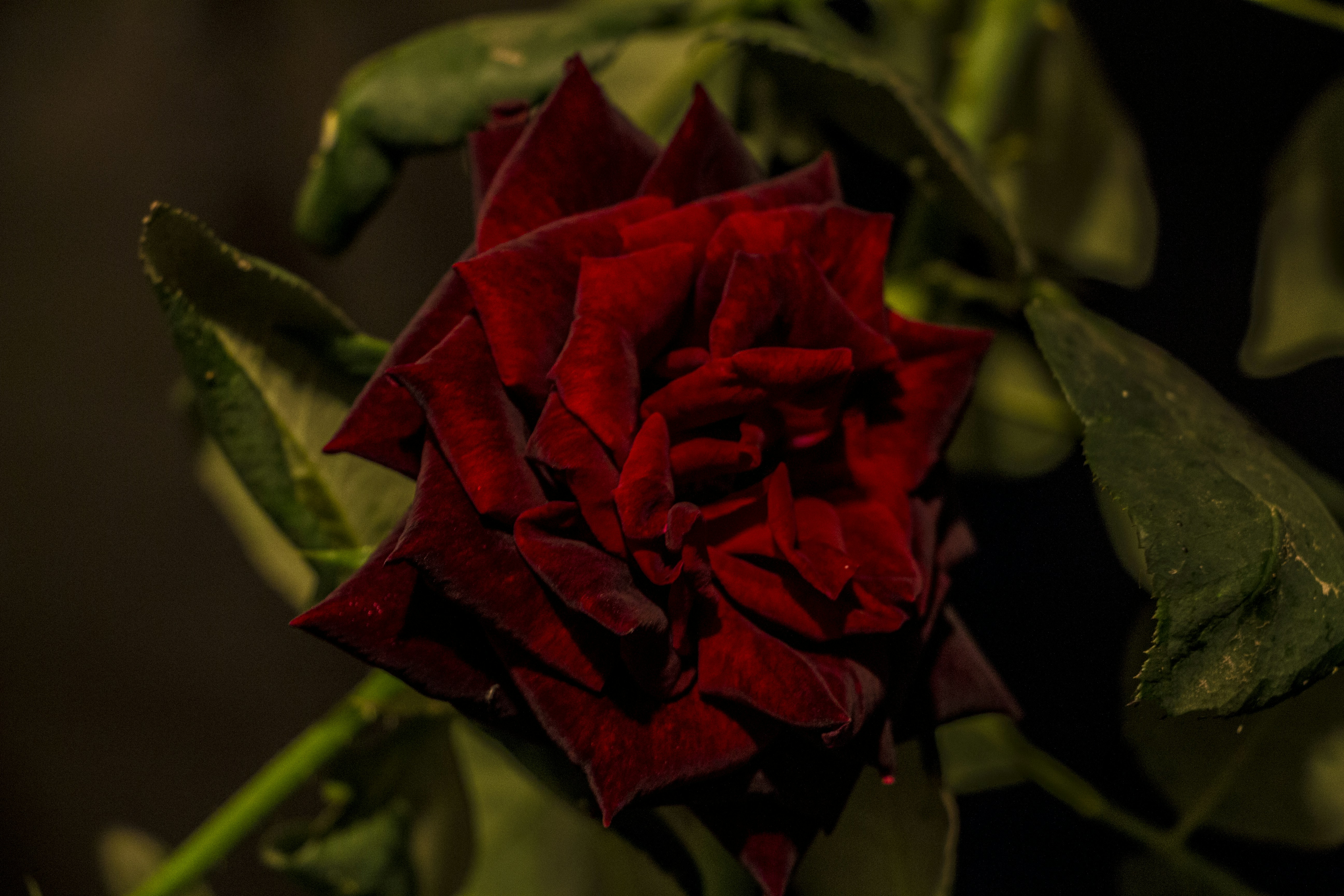 Free Unsplash photo from Adrián Rangel