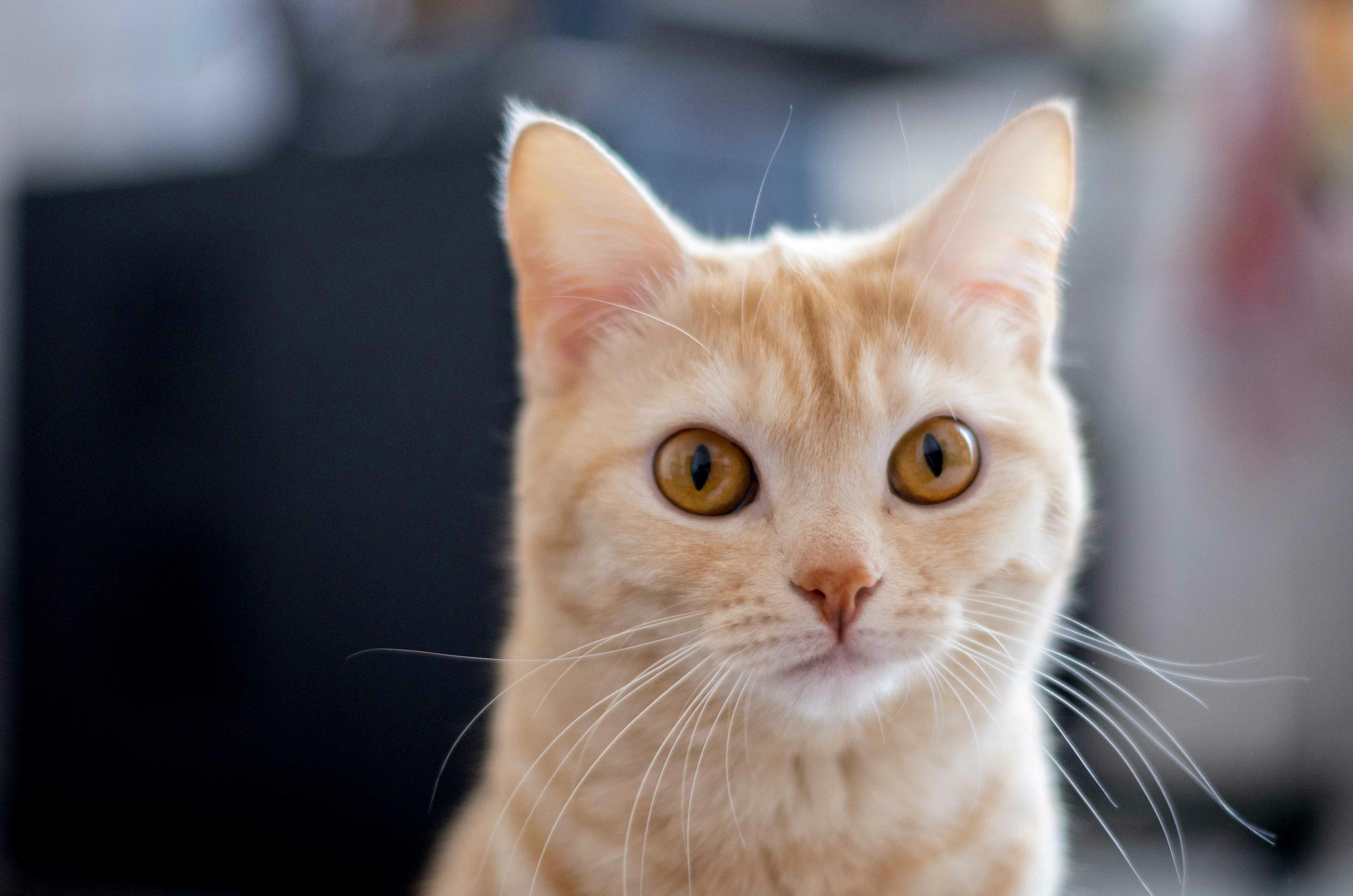 Free Unsplash photo from Ira Ryabchikova