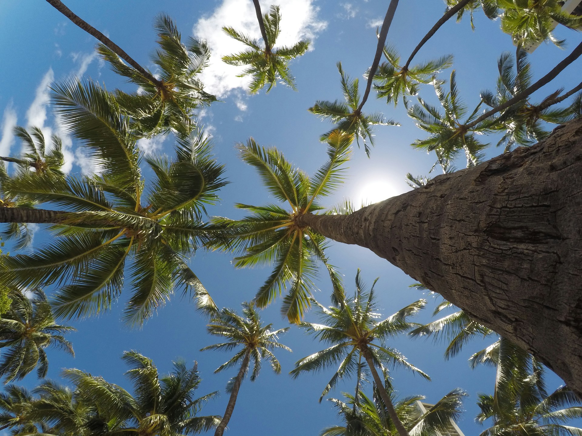 worm's eye view of coconut trees