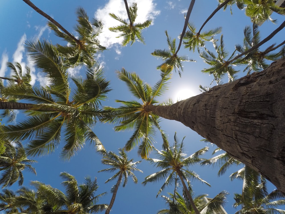 worm's eye view of coconut trees