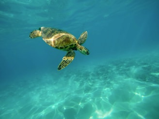 turtle underwater