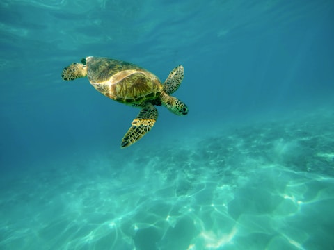 turtle underwater