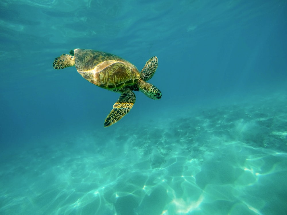tartaruga debaixo d'água