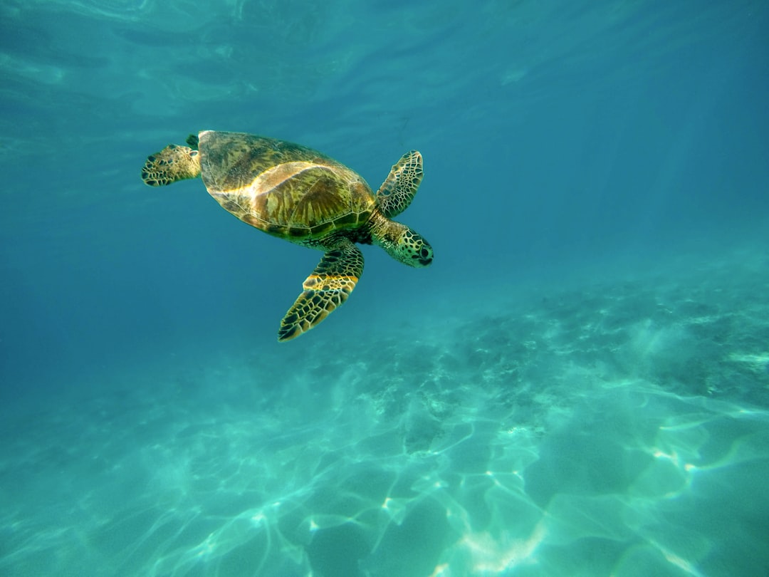 turtle underwater,
