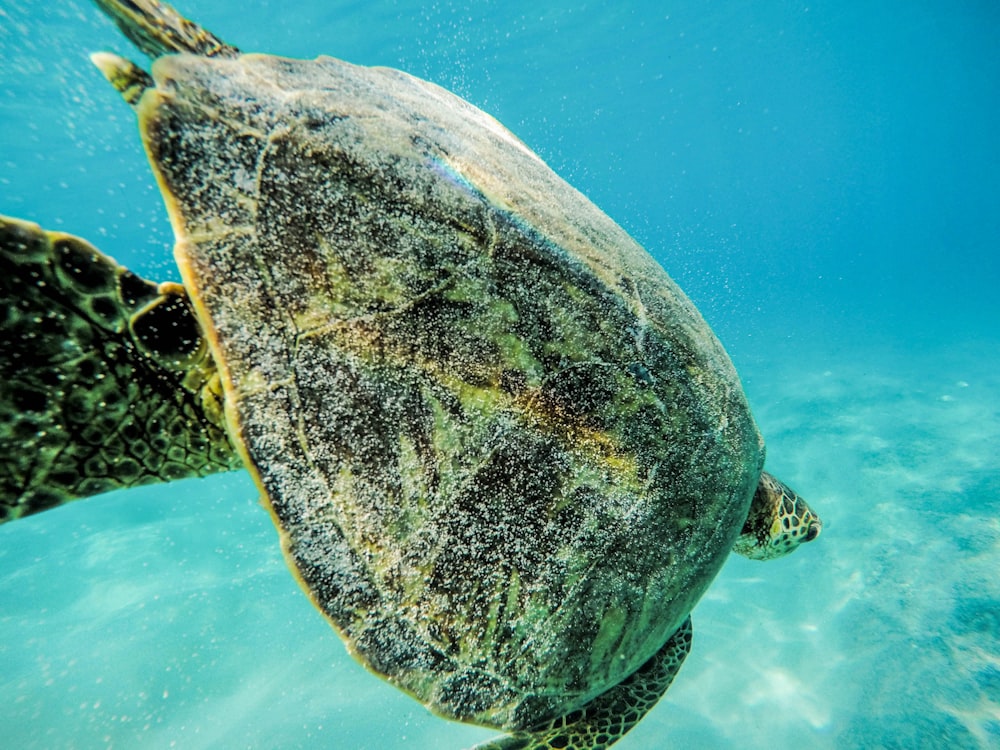 green sea turtle in water