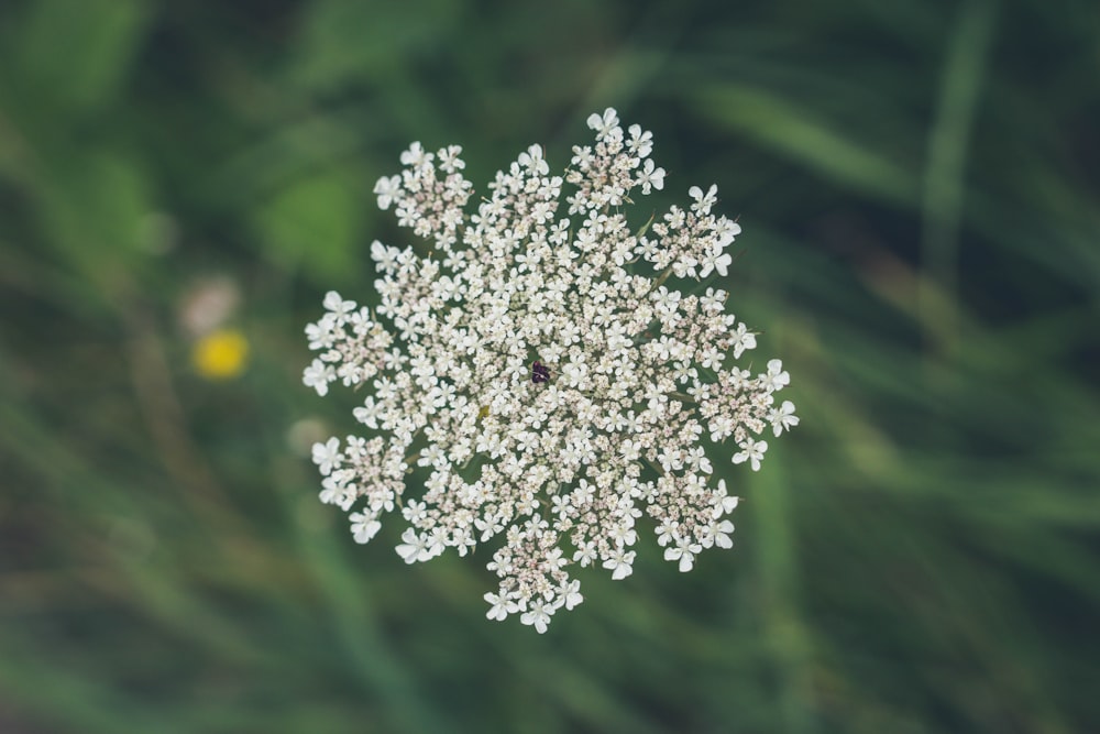 shallow focus of white flower