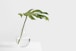 Cheese plant leaf in clear glass vase