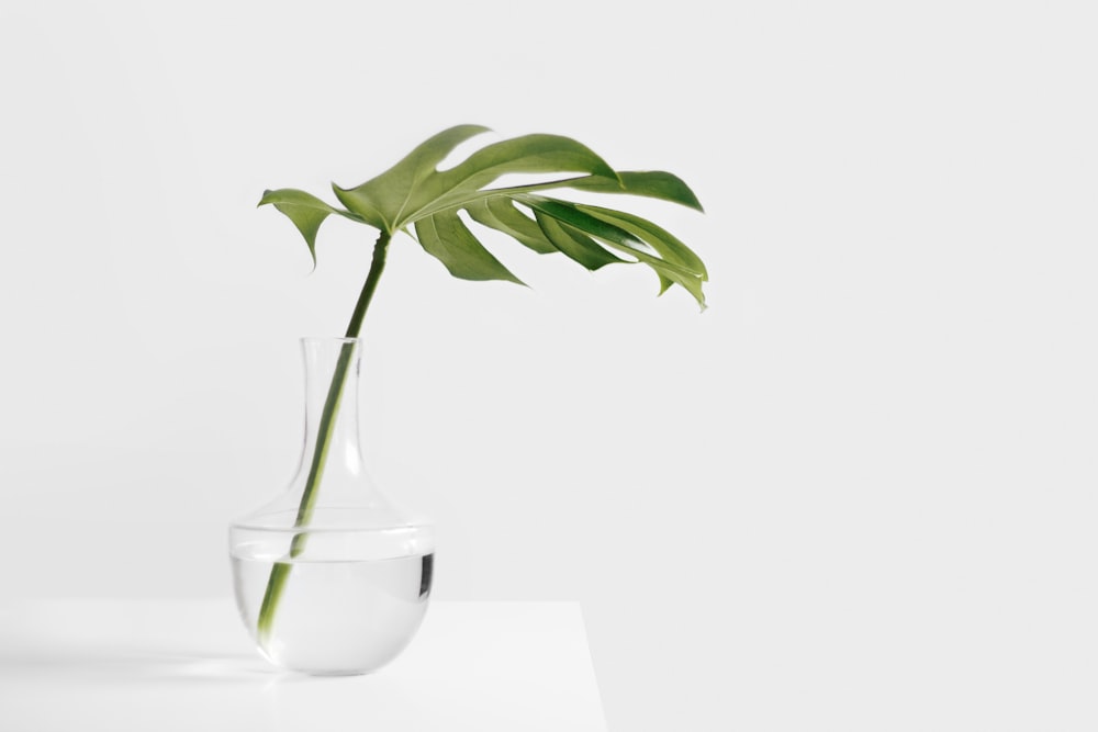 Cheese plant leaf in clear glass vase