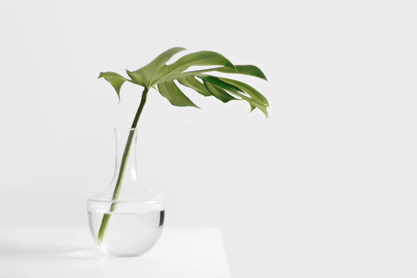 A monstera leaf in a clear glass vase on a pale surface