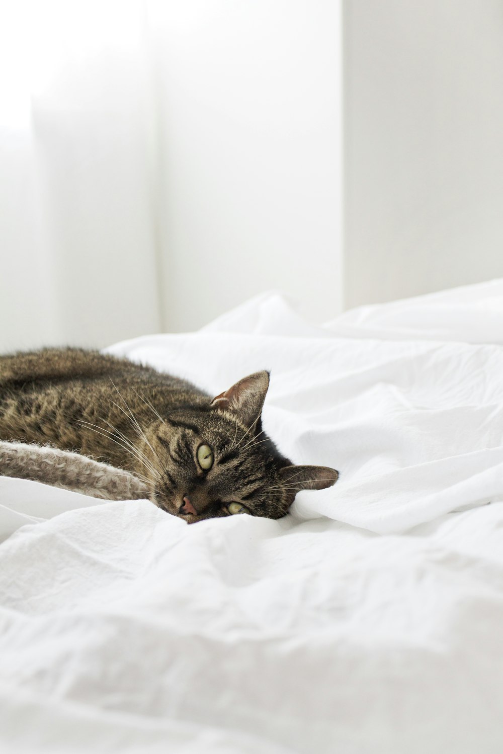 brown tabby cat on white textile