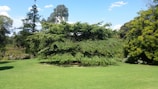 A lush, green landscape featuring a prominent coniferous tree at the center, surrounded by well-maintained grass. Additional trees and shrubs create a verdant border around the scene, enhanced by a clear blue sky overhead.