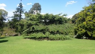 A lush, green landscape featuring a prominent coniferous tree at the center, surrounded by well-maintained grass. Additional trees and shrubs create a verdant border around the scene, enhanced by a clear blue sky overhead.