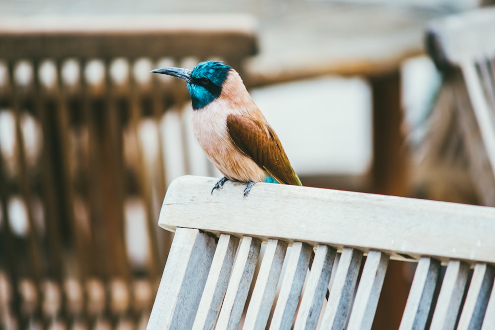 pájaro beige y azul en la silla