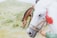 A white horse with red tassels attached to its bridle stands in the foreground, appearing relaxed with its eyes closed. A brown horse grazes in the background amidst a lush, green landscape dotted with small purple flowers. The scenery is bright and natural with rolling hills visible.