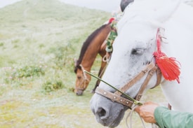 A white horse with red tassels attached to its bridle stands in the foreground, appearing relaxed with its eyes closed. A brown horse grazes in the background amidst a lush, green landscape dotted with small purple flowers. The scenery is bright and natural with rolling hills visible.