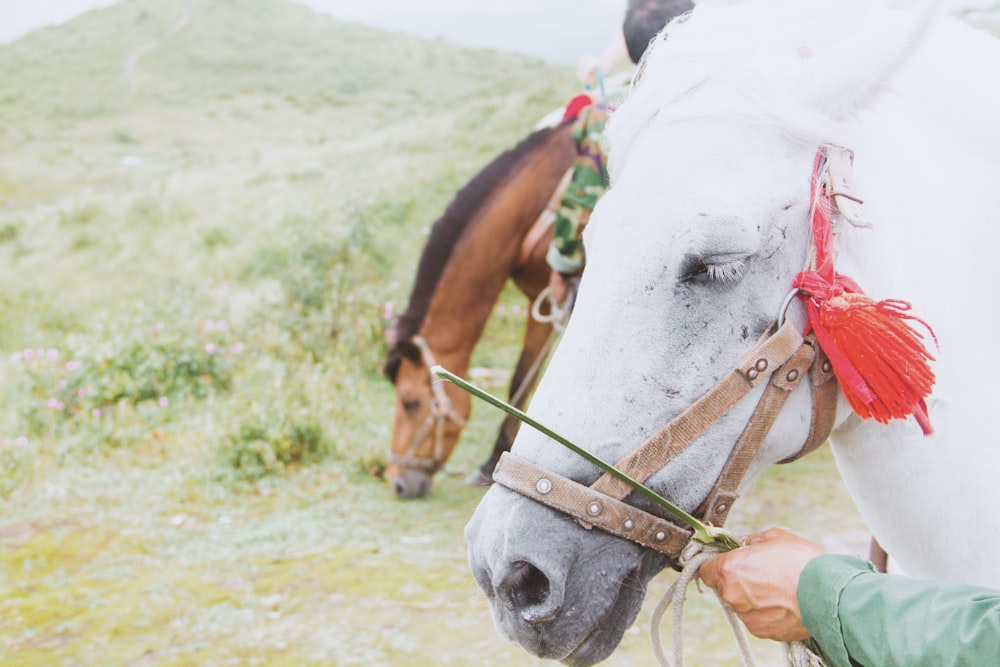 two white and brown horse standing on grass field