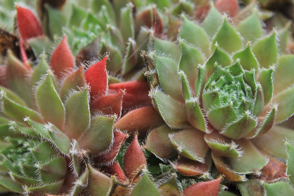 Micro fotografía de planta suculenta