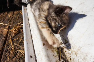 A playful kitten stretching out its tiny paw showing off its toe beans.
