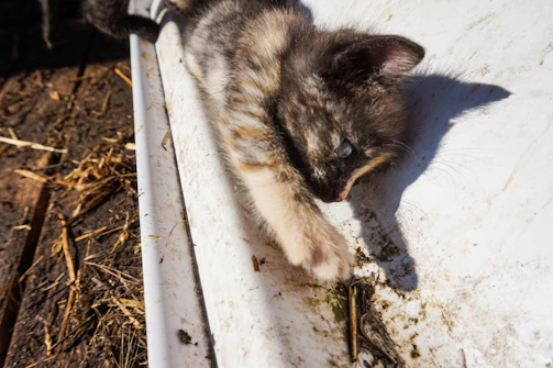 A playful kitten stretching out its tiny paw showing off its toe beans.