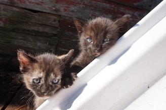 Two small black kittens with blue eyes peek over the edge of a white surface. They are positioned against a background of weathered wood, creating a contrast between the aged texture and the smooth surface. Their expressions are curious and slightly playful, with one kitten appearing to use its paw to steady itself on the edge.