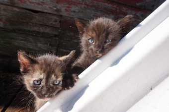 Two small black kittens with blue eyes peek over the edge of a white surface. They are positioned against a background of weathered wood, creating a contrast between the aged texture and the smooth surface. Their expressions are curious and slightly playful, with one kitten appearing to use its paw to steady itself on the edge.