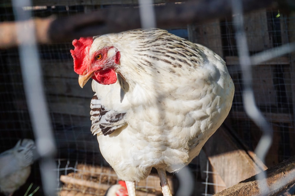 poulet blanc