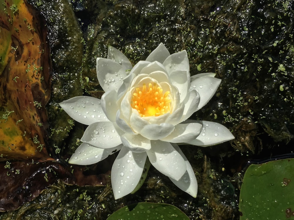 white flower with yellow stigma