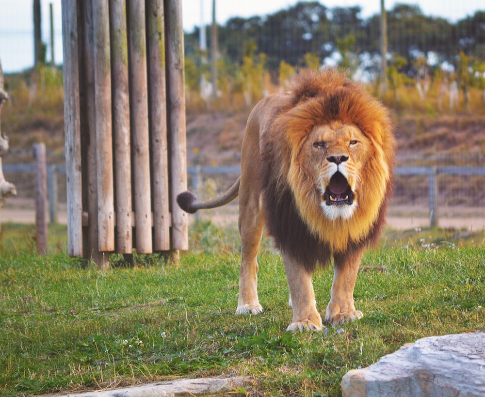 lion standing on grass field