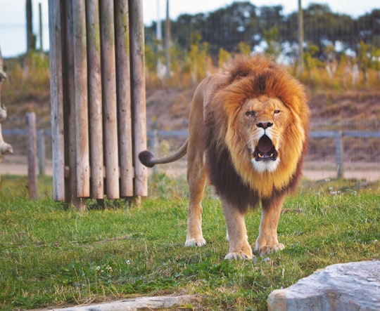 Yorkshire Wildlife Park things to do in Great Houghton