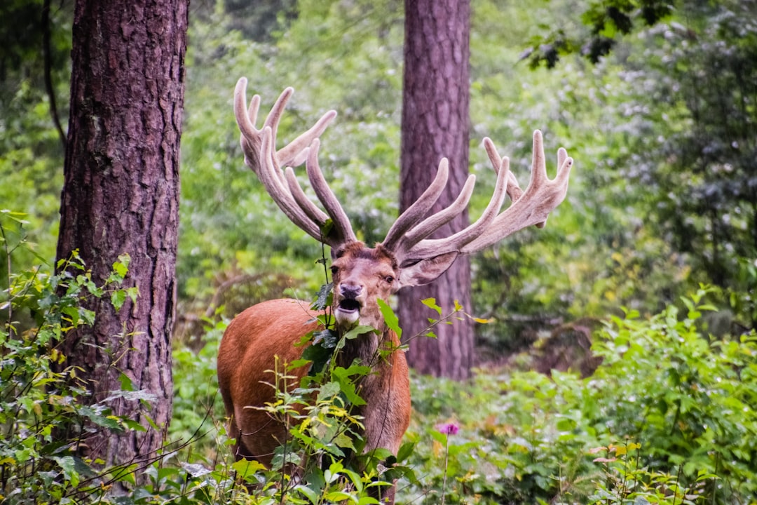 moose eating plant near trees