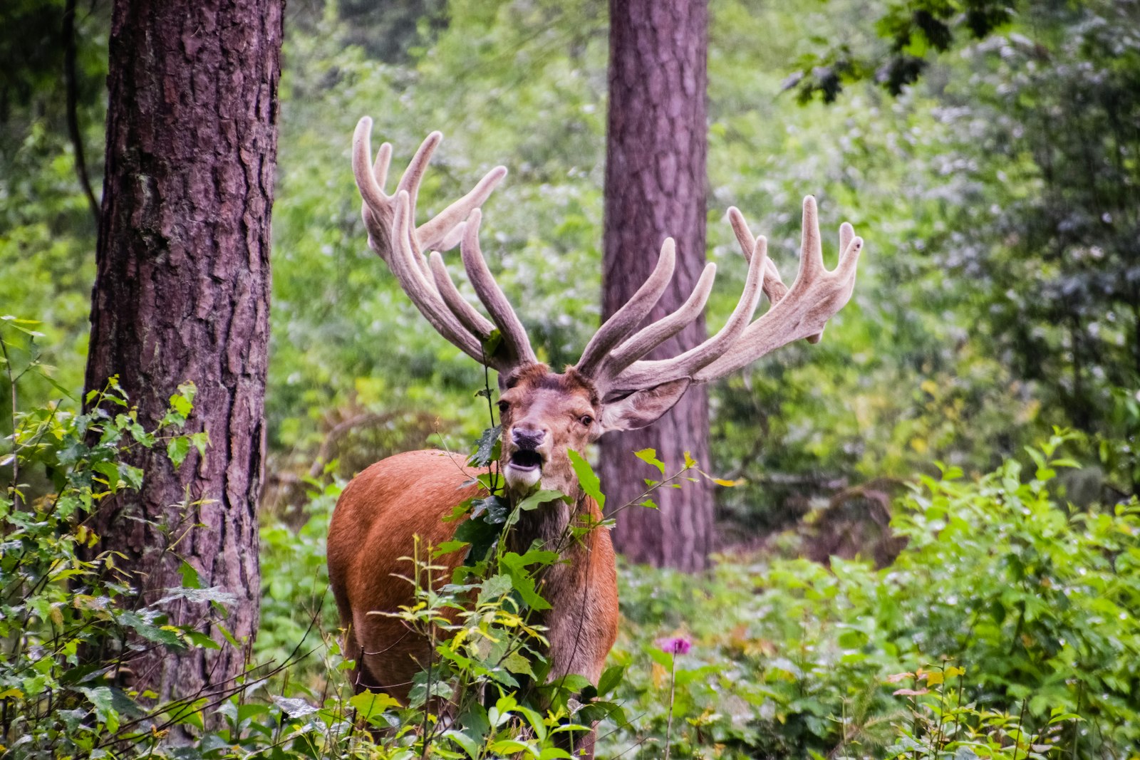 Nikon D3300 + Tamron 18-270mm F3.5-6.3 Di II VC PZD sample photo. Moose eating plant near photography