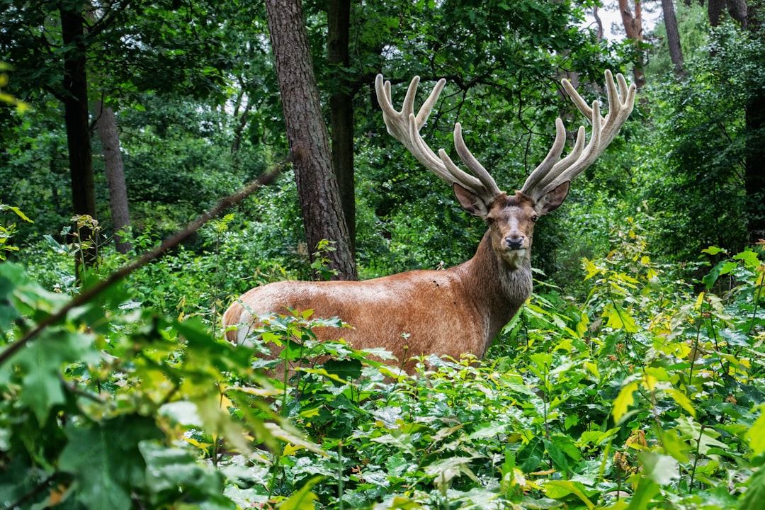 brown deer on grass area