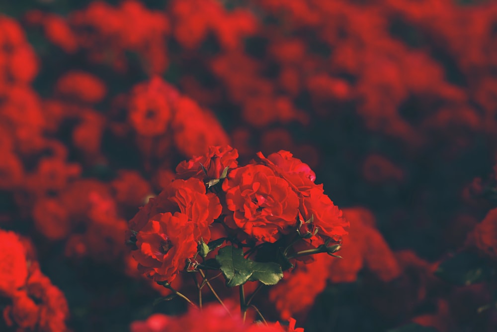 fotografia de foco seletivo de flores de pétalas vermelhas