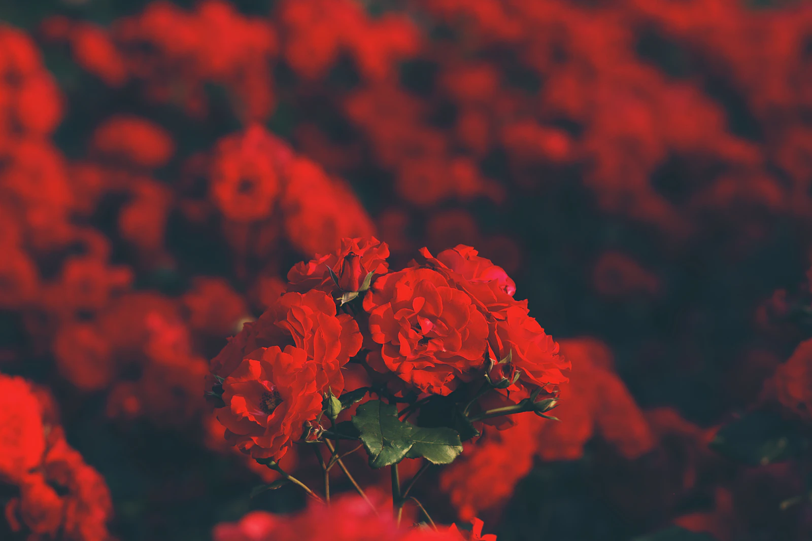 Champs de roses de Kelaât M'Gouna en fleur au lever du soleil