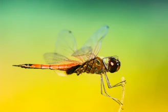 selective focus photo of brown dragonfly