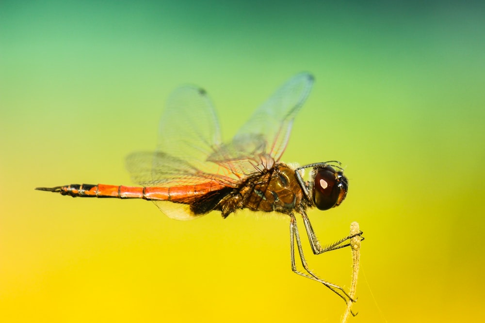 Selektives Fokusfoto der braunen Libelle