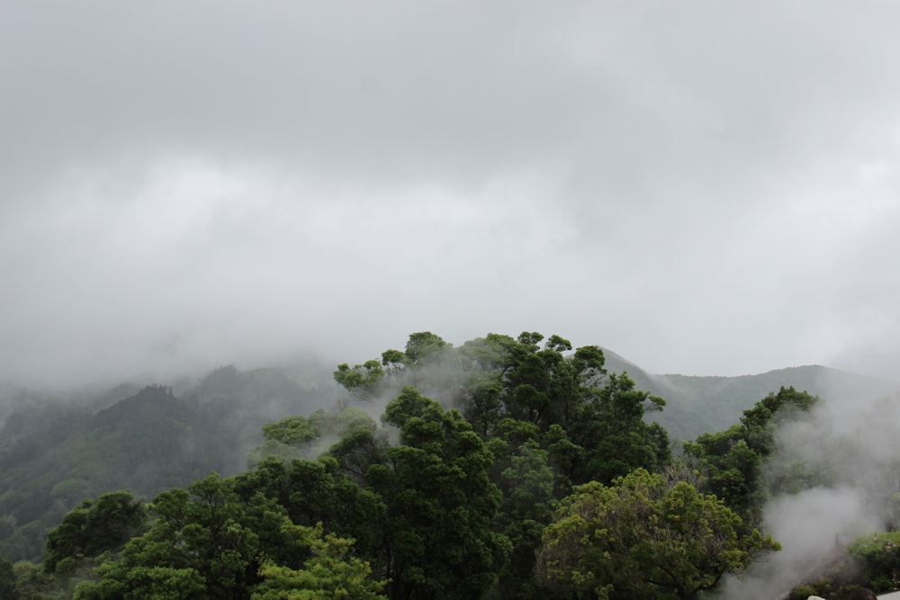 trees in mist