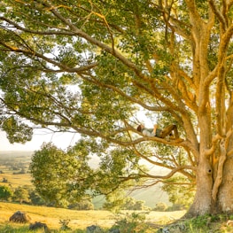 man laying on tree branch