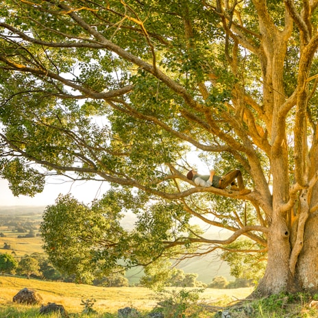 man laying on tree branch