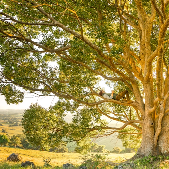 man laying on tree branch