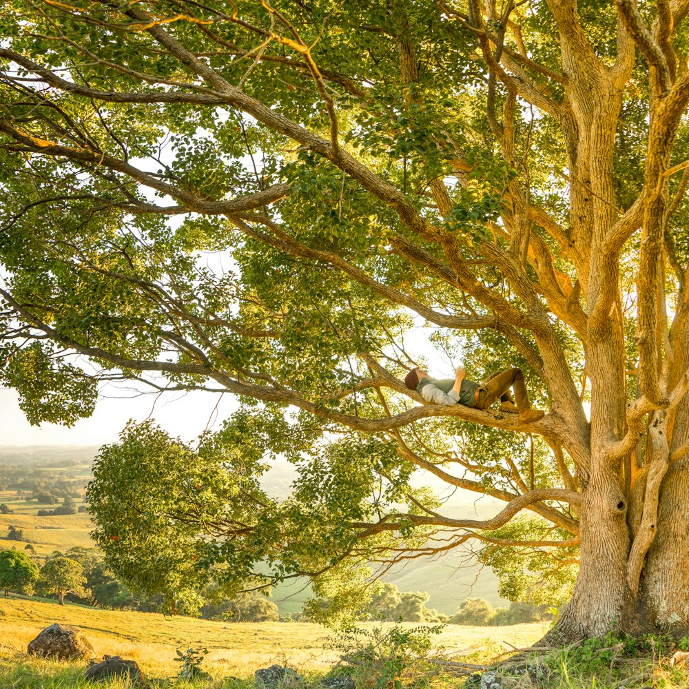 uomo sdraiato sul ramo dell'albero