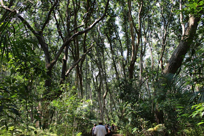 Nature immersion walk through a lush forest with attendees breathing deeply.
