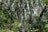 A lush forest with tall trees reaching towards the sky, their leaves forming a dense canopy overhead. The sunlight filters through the leaves, creating a dappled pattern on the forest floor. A group of people can be seen walking along a narrow path, immersed in the natural surroundings.