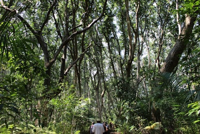 A lush forest with tall trees reaching towards the sky, their leaves forming a dense canopy overhead. The sunlight filters through the leaves, creating a dappled pattern on the forest floor. A group of people can be seen walking along a narrow path, immersed in the natural surroundings.
