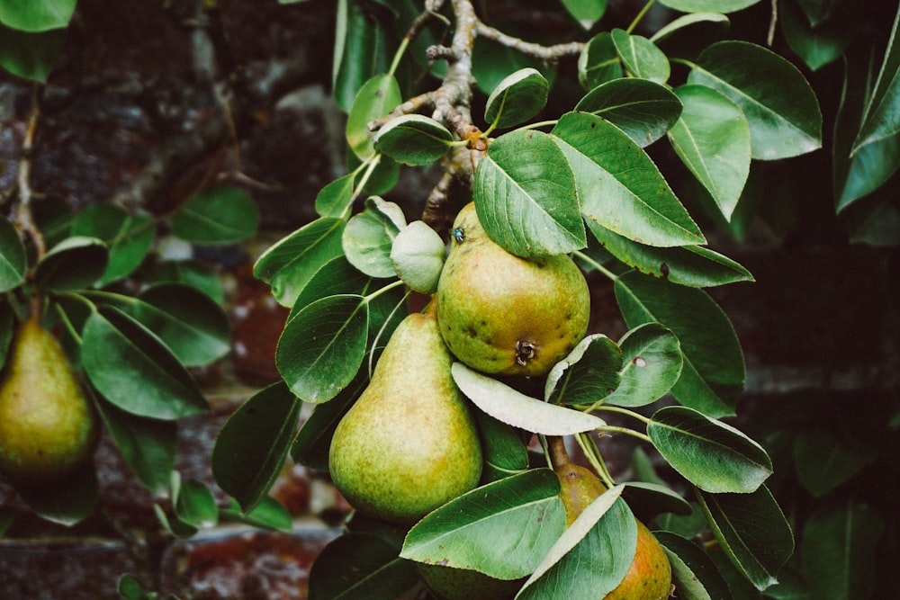 pear tree with fruits