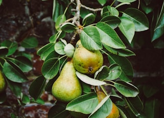 pear tree with fruits