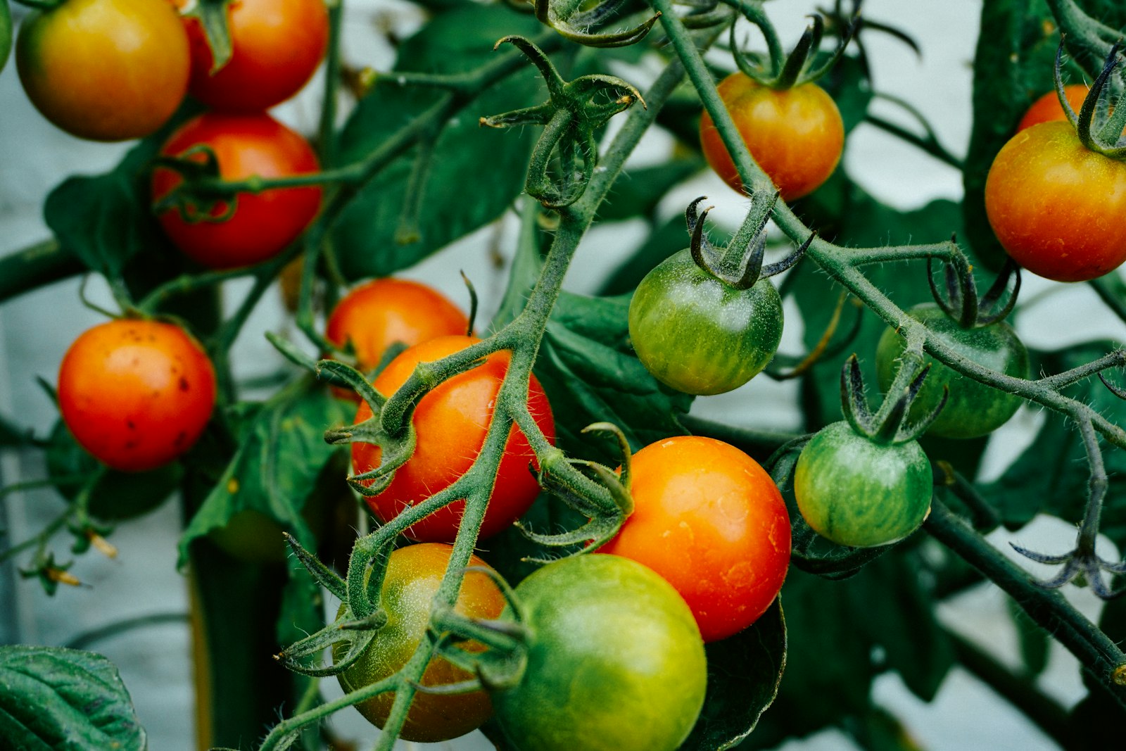 Sony a6000 sample photo. Tomatoes hanging on tomato photography
