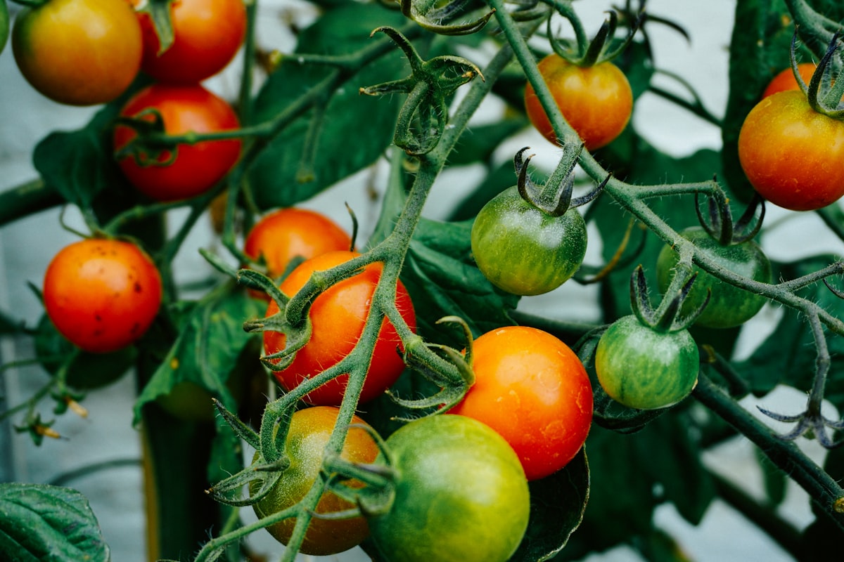 Basket full of freshly harvested heirloom tomatoes in various colours
