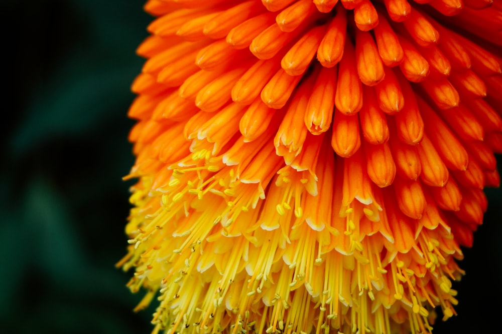 fotografia de foco seletivo de flor de pétalas laranja e amarela